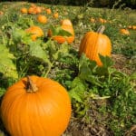 Pumpkin on the Vine - Perfect song for fall with ABA form!