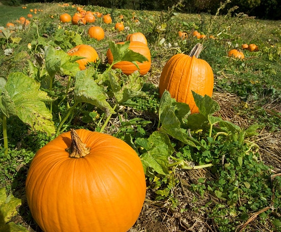 Pumpkin on the Vine - Perfect song for fall with ABA form!